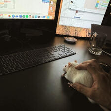 Rats are cute, that's all.